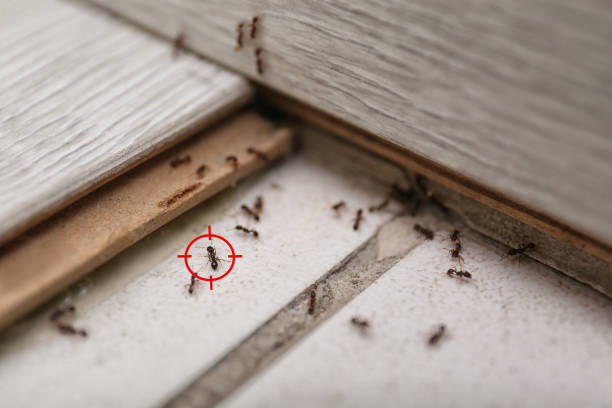Best Pest Removal Services  in Lewisville, NC