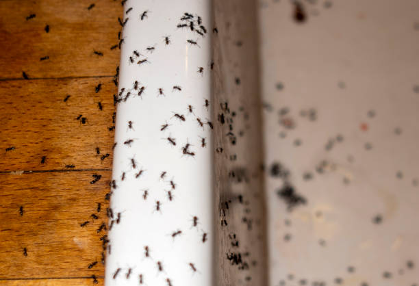 Best Bed Bug Extermination  in Lewisville, NC