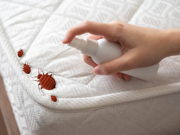 Best Pest Control for Homes  in Lewisville, NC