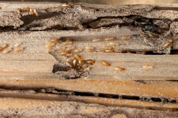 Trusted Lewisville, NC Pest Control Experts